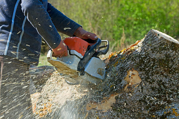 Reliable Lakemont, PA Tree Care  Solutions